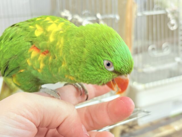 コセイガイインコ