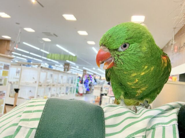 コセイガイインコ