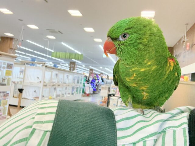 コセイガイインコ