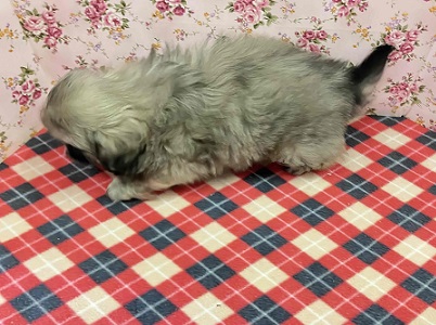 歩くぬいぐるみ⁉フォーンカラーのペキニーズ入舎! ペキニーズ