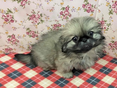 歩くぬいぐるみ⁉フォーンカラーのペキニーズ入舎! ペキニーズ