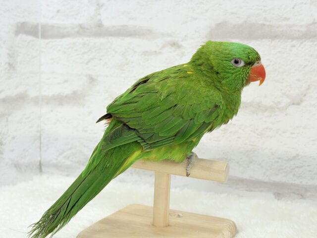 コセイガイインコ