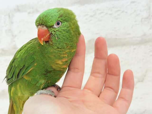 コセイガイインコ