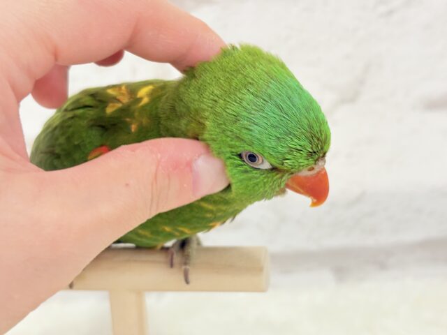 コセイガイインコ