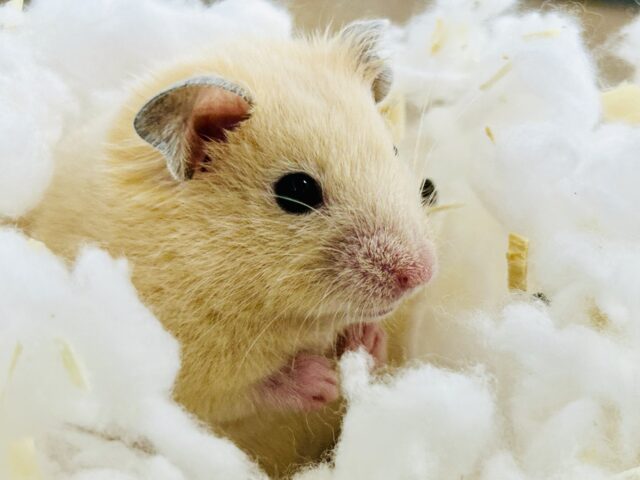 新規入舎のとっとこハムちゃんズ✨ いろいろ