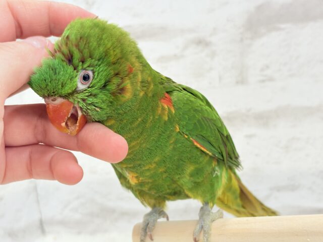 コセイガイインコ