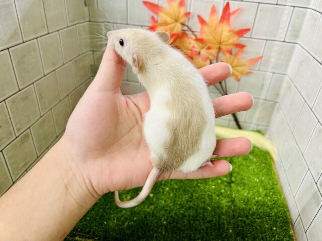 激あまミルクティー☕ ファンシーラット ファンシーラット