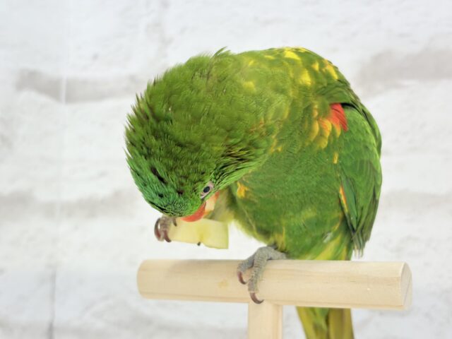 コセイガイインコ