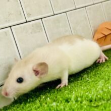 激あまミルクティー☕　ファンシーラット