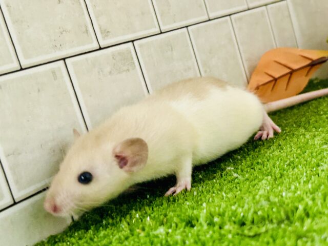 激あまミルクティー☕ ファンシーラット ファンシーラット