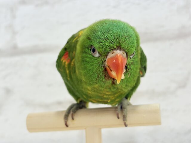 コセイガイインコ