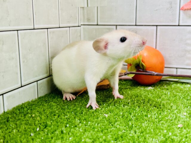 激あまミルクティー☕ ファンシーラット ファンシーラット