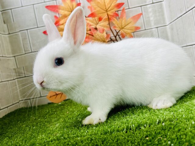 右と左で別のウサギちゃんみたい?? ドワーフホト ドワーフホト