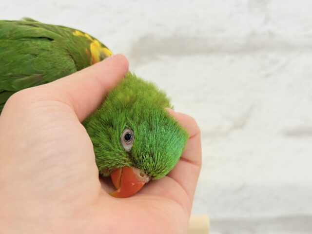 コセイガイインコ