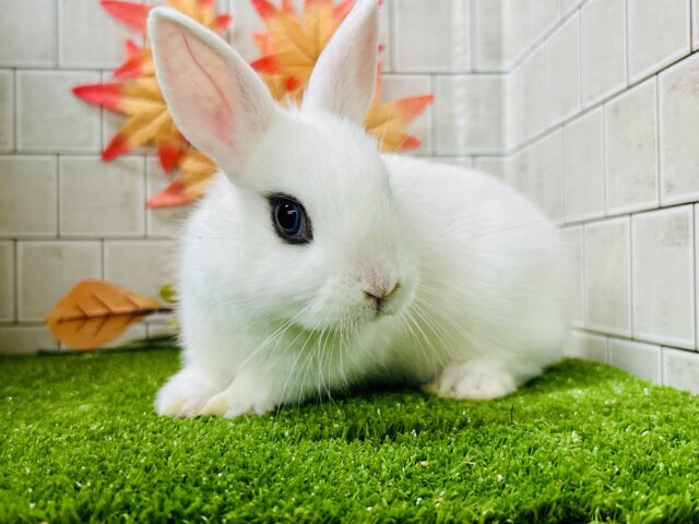 右と左で別のウサギちゃんみたい?? ドワーフホト ドワーフホト