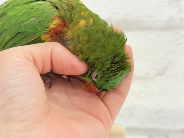 コセイガイインコ