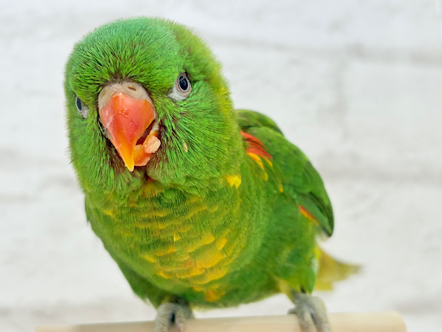 🦜初入舎.*･ﾟ遊んで食べて大忙し！！コセイガイインコ