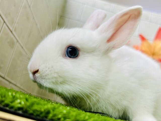 右と左で別のウサギちゃんみたい?? ドワーフホト ドワーフホト