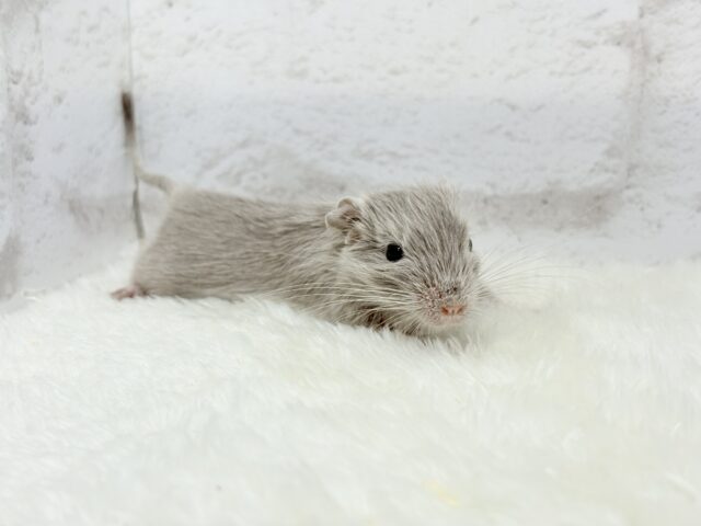 たくさん食べて大きくなるゾ☆デグー(シルバー)女の子 デグー