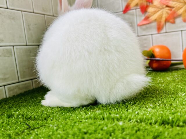 右と左で別のウサギちゃんみたい?? ドワーフホト ドワーフホト