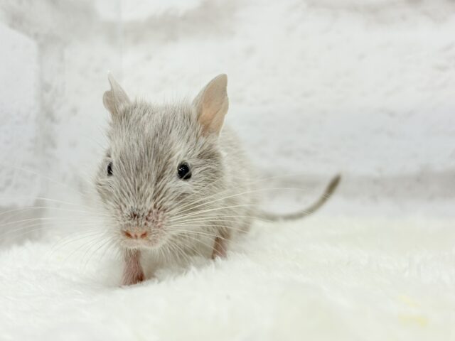 たくさん食べて大きくなるゾ☆デグー(シルバー)女の子 デグー