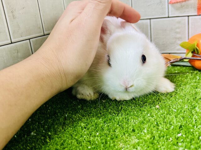 右と左で別のウサギちゃんみたい?? ドワーフホト ドワーフホト