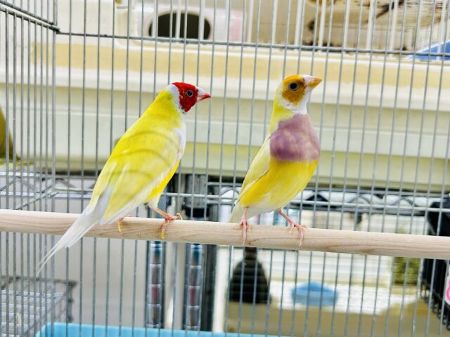 ちょっとレアフィンチペア♪ 今回は黄色✨ コキンチョウ コキンチョウ