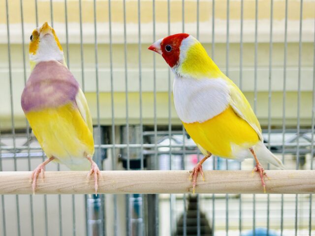 ちょっとレアフィンチペア♪ 今回は黄色✨ コキンチョウ コキンチョウ