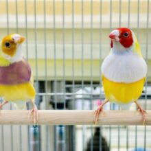 ちょっとレアフィンチペア♪　今回は黄色✨　コキンチョウ