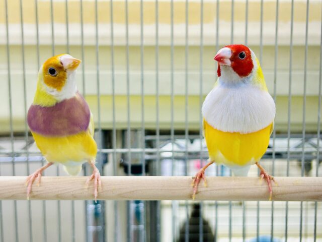 ちょっとレアフィンチペア♪ 今回は黄色✨ コキンチョウ ちょっとレアフィンチペア♪ 今回は黄色✨ コキンチョウ