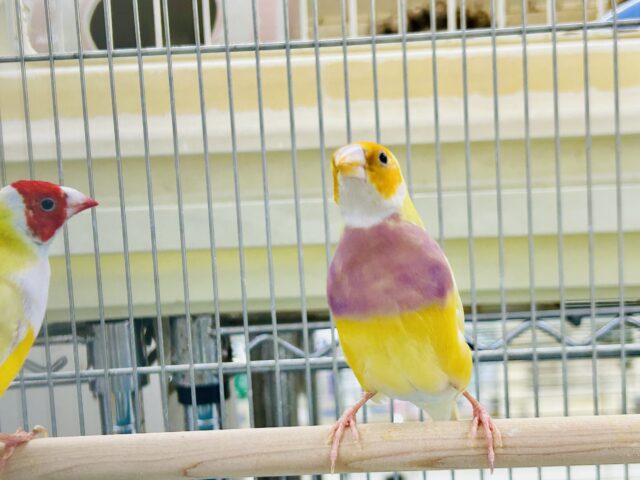 ちょっとレアフィンチペア♪ 今回は黄色✨ コキンチョウ コキンチョウ