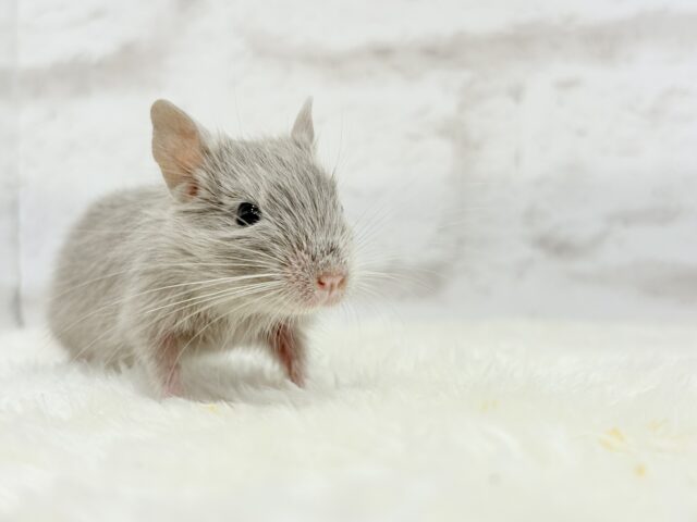 たくさん食べて大きくなるゾ☆デグー(シルバー)女の子 デグー