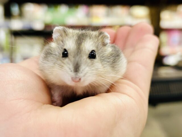 新規入舎のとっとこハムちゃんズ✨ いろいろ