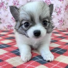 お姫様降臨！！　フォーンホワイトのチワワ入舎☆