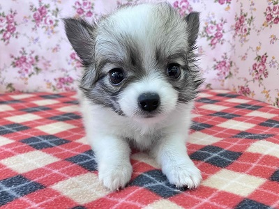 お姫様降臨！！　フォーンホワイトのチワワ入舎☆