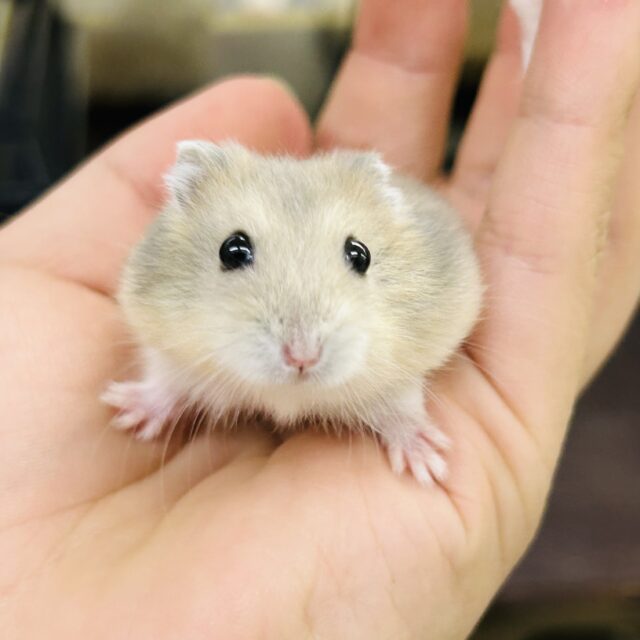 新規入舎のとっとこハムちゃんズ✨ いろいろ