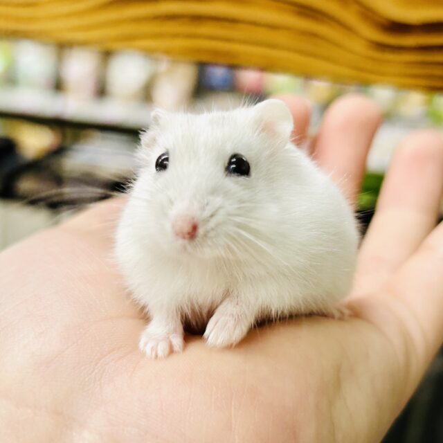 新規入舎のとっとこハムちゃんズ✨ いろいろ