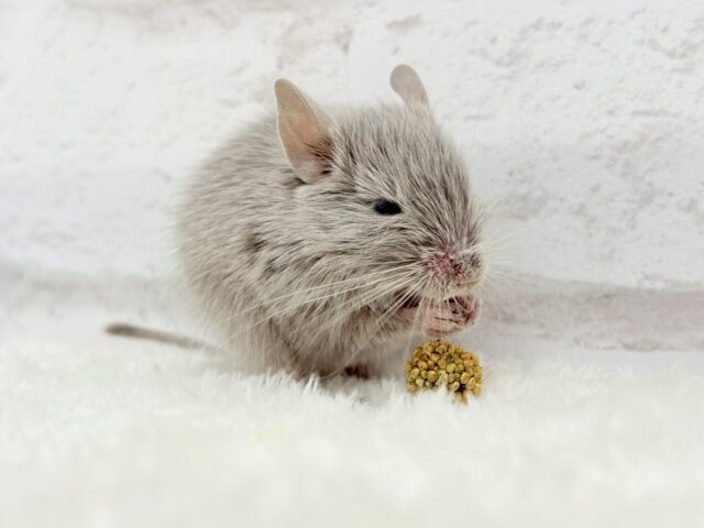 たくさん食べて大きくなるゾ☆デグー(シルバー)女の子 デグー