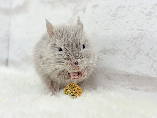 たくさん食べて大きくなるゾ☆デグー(シルバー)女の子 デグー