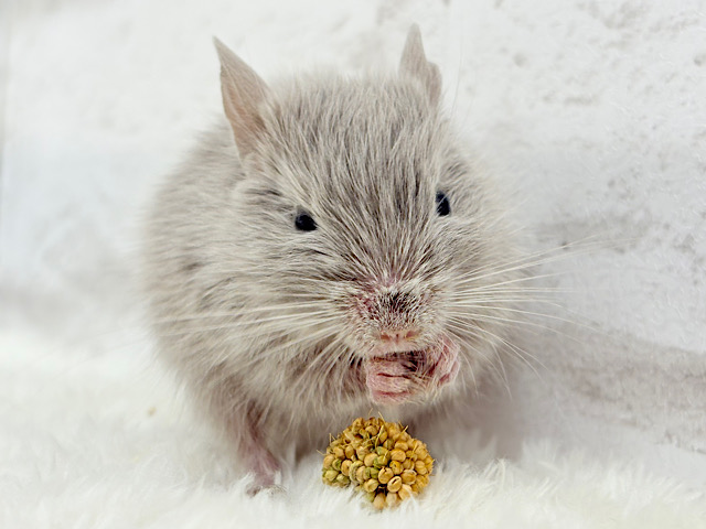 たくさん食べて大きくなるゾ☆デグー(シルバー)女の子 たくさん食べて大きくなるゾ☆デグー(シルバー)女の子
