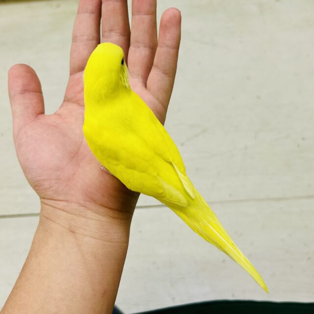 ✨最新画像✨黄金ﾋﾟｶﾘﾝ🌟⋆꙳おイモだッピ🍠(＾³＾)セキセイインコ