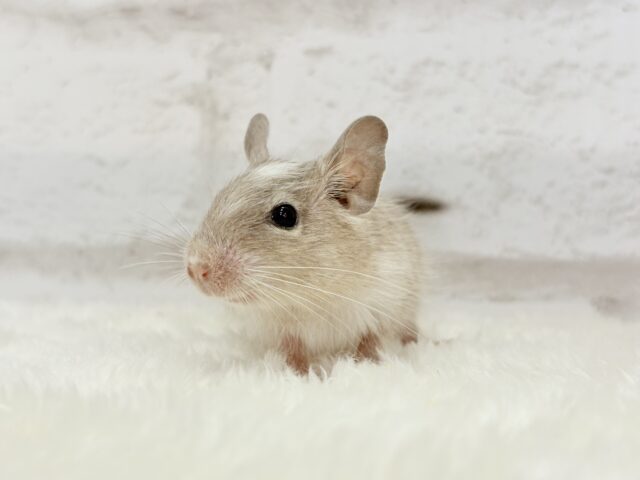 お話聞くのが好きなんだっ♬*°デグー(パイド) 女の子 デグー