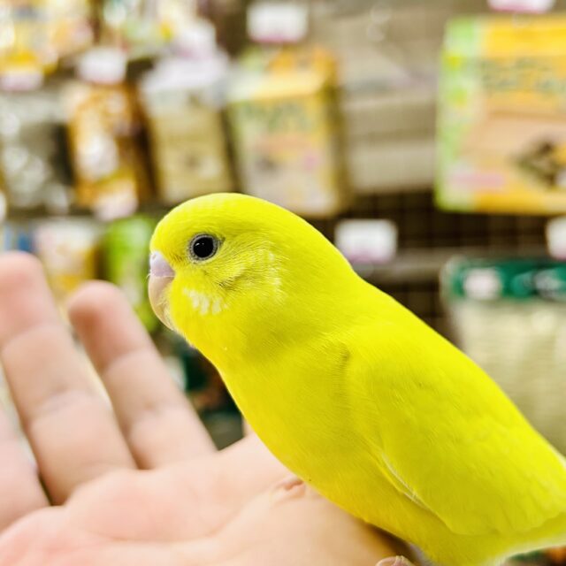 セキセイインコ