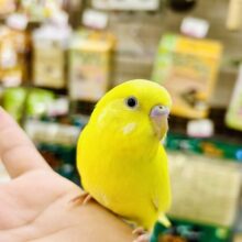 ✨最新画像✨黄金ﾋﾟｶﾘﾝ🌟⋆꙳おイモだッピ🍠(＾³＾)セキセイインコ(ダブルファクター/2025年10月生まれ)