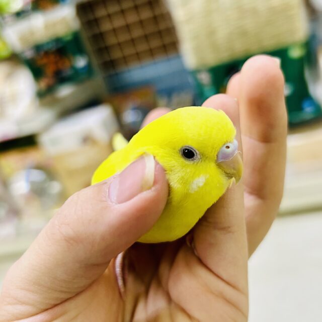 セキセイインコ