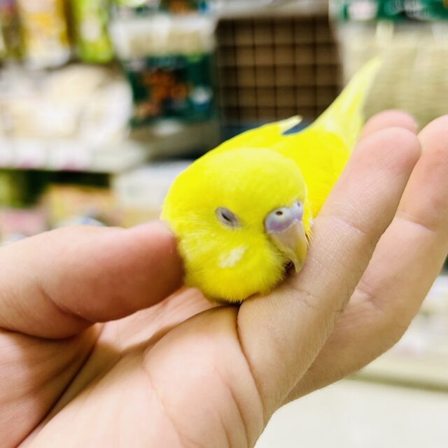✨最新画像✨黄金ﾋﾟｶﾘﾝ🌟⋆꙳おイモだッピ🍠(＾³＾)セキセイインコ