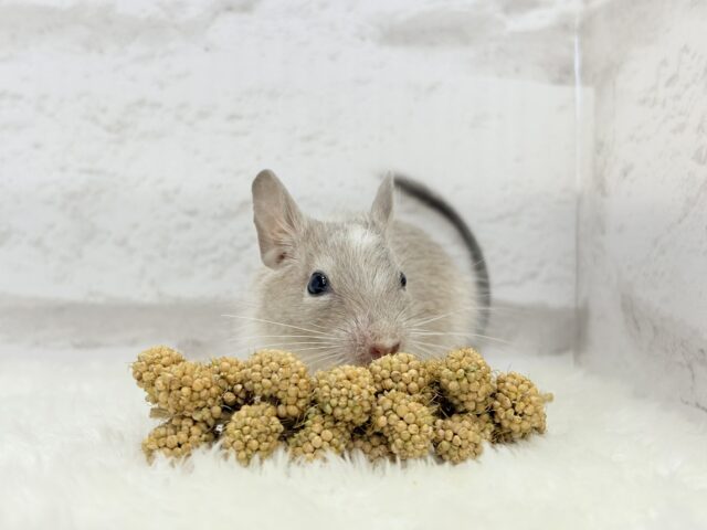 お話聞くのが好きなんだっ♬*°デグー(パイド) 女の子 デグー