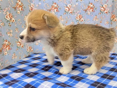 ウェルシュコーギー・ペンブローグ