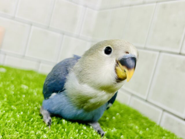 無限の可能性もつワタワタボディ！？　コザクラインコ