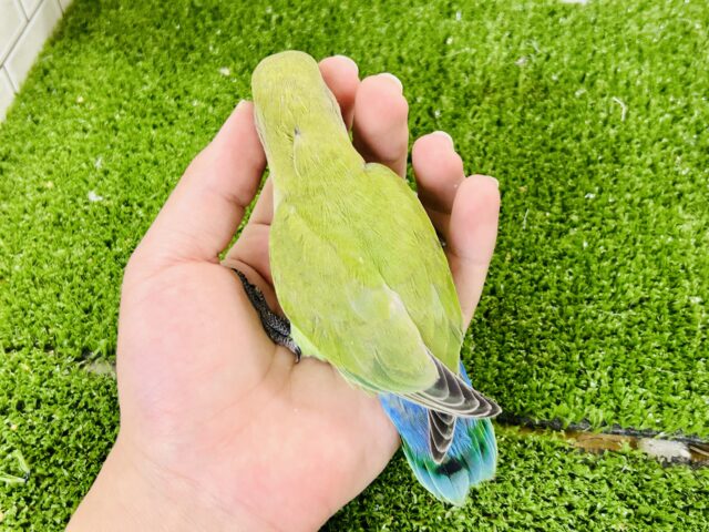 コザクラインコ（小桜インコ）